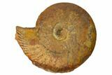 Iron Replaced Ammonite Fossil - Boulemane, Morocco #164479-1